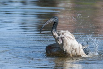 African Sacred Ibis (Threskiornis aethiopicus) bathing, Western Cape, South Africa, Africa