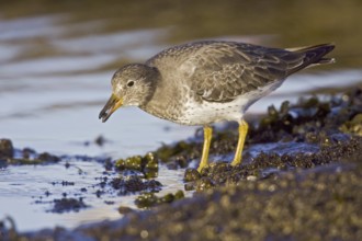 Surfbird (Calidris virgata), British Columbia, Canada, North America