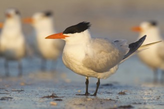Royal Tern (Thalasseus maximus), Florida, USA, North America