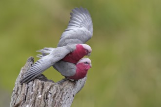 Galah (Eolophus roseicapilla) pair mating, Victoria, Australia, Oceania