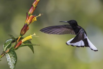 Black Jacobin (Florisuga fusca) flying and feeding at a flower in the Atlantic rainforest of