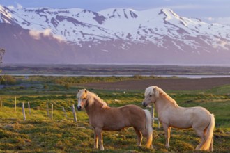 Islandpferd, Isländer, Icelandic horse