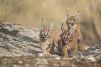 Caracal (Caracal caracal) three cubs walking, Castile-La Mancha, Spain, Europe