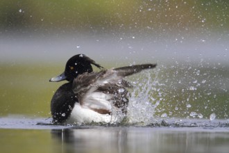Tufted Duck (Aythya fuligula) male, North Rhine-Westphalia, Germany, Europe