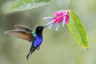 Velvet-purple Coronet (Boissonneaua jardini) flying while feeding at a flower in Colombia, South