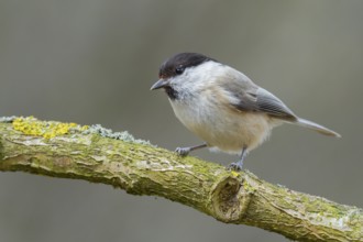 Marsh Tit (Poecile palustris) perched on a branch, Lower Saxony, Germany, Europe