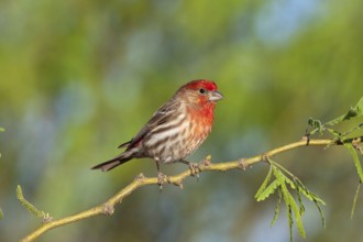 House Finch Carpodacus mexicanus Amado, Santa Cruz County, Arizona, United States 16 April Adult