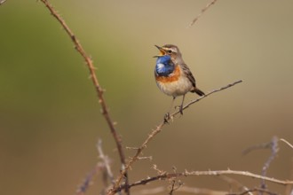 Bluethroat (Luscinia svecica cyanecula) male singing, Texel, Netherlands