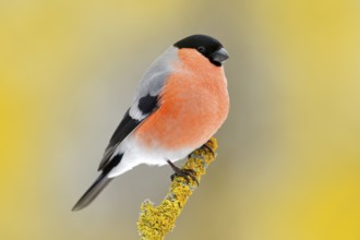 Red songbird Bullfinch sitting on yellow lichen branch, Sumava, Czech republic. Wildlife scene from