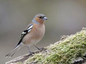 Common Chaffinch (Fringilla coelebs) male, Lower Saxony, Germany, Europe