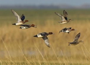 Eurasian Wigeon (Mareca penelope) male flying, Noordholland, Netherlands