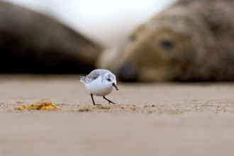 Sanderling (Calidris alba), Donna Nook Nature Reserve Norfolk, United Kingdom, Europe