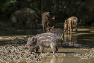 Wild boar (Sus scrofa) sounder with squeakers foraging in the mud of puddle in forest in spring