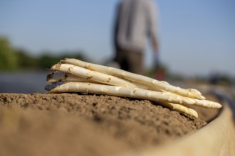 Asparagus harvest in the Palatinate