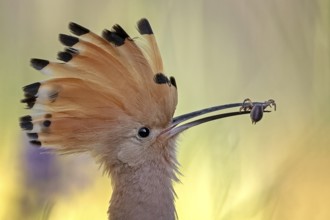 Eurasian Hoopoe (Upupa epops) with a spider in its beak, Serbia, Europe