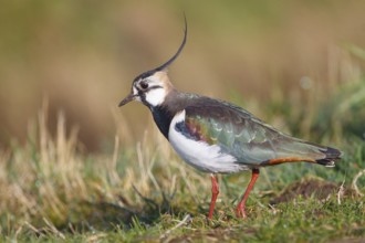 Northern Lapwing (Vanellus vanellus), Netherlands