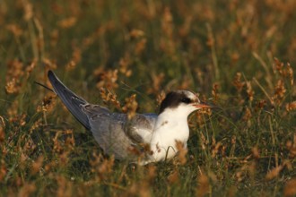 Common Tern (Sterna hirundo) juvenile, Lower Saxony, Germany, Europe