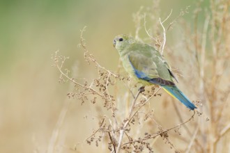 Blue-winged Parrot (Neophema chrysostoma) juvenile, Victoria, Australia, Oceania