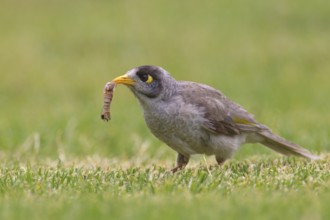 Noisy Miner (Manorina melanocephala), South Australia, Australia, Oceania