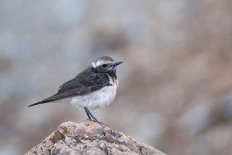 Cyprus Wheatear (Oenanthe cypriaca) female, Cyprus, Europe