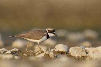 Little Ringed Plover (Charadrius dubius) male, North Rhine-Westphalia, Germany, Europe
