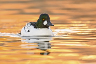Common Goldeneye (Bucephala clangula) male, Arizona, USA, North America