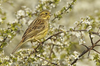 Yellowhammer (Emberiza citrinella) female, Rhineland-Palatinate, Germany, Europe