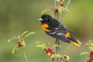 Baltimore Oriole (Icterus galbula) male perched on a branch, Texas, USA, North America