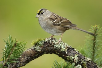 Golden-crowned Sparrow (Zonotrichia atricapilla), British Columbia, Canada, North America