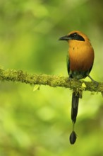 Rufous Motmot (Baryphthengus martii) perched on a branch, Mindo, Ecuador, South America
