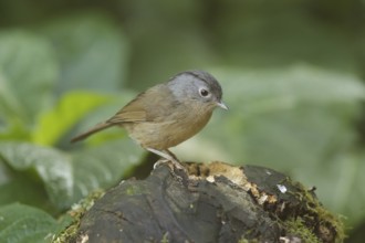 Grey-cheeked Fulvetta (Alcippe morrisonia), Doi Inthanon, Thailand, Asia