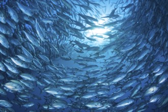 Großaugen-Stachelmakrele, Caranx sexfasciatus Bigeye Trevally, Caranx sexfasciatus