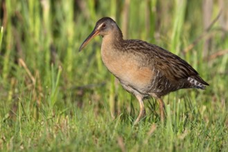 King Rail (Rallus elegans), Texas, USA, North America
