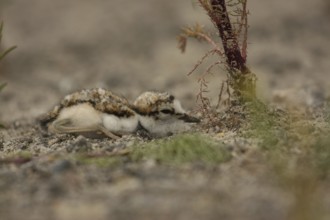 Little Ringed Plover (Charadrius dubius) juvenile, Lower Saxony, Germany, Europe