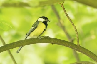 A great tit (Parus major) with prey in its beak sitting on a branch in a green, natural