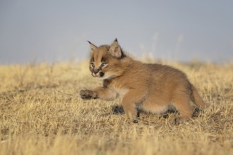 Caracal (Caracal caracal) cub, Castile-La Mancha, Spain, Europe