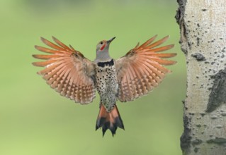 Northern Flicker (Colaptes auratus) male approaching nest hole, British Columbia, Canada, North