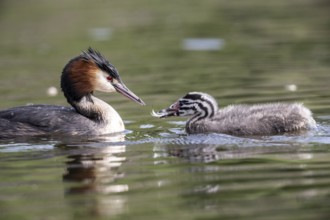 Great Crested Grebe (Podiceps Scalloped ribbonfish) with juvenile, Emsland, Lower Saxony, Germany,