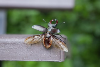Ready for take-off - stag beetle shortly in front of take-off