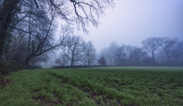 Foggy field with bare trees in the early morning light, gloomy atmosphere, Meerbusch