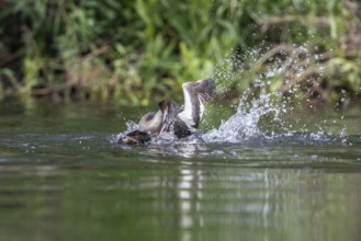 Great Crested Grebe (Podiceps Scalloped ribbonfish), fighting, Emsland, Lower Saxony, Germany,