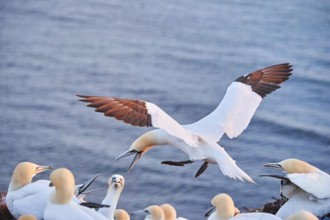 Northern gannet (Morus bassanus) flying over the sea at sunset, argiung with others while landing,