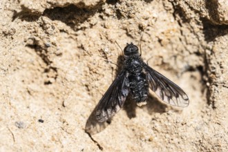 Mourning Weaver (Anthrax anthrax), Emsland, Lower Saxony, Germany, Europe
