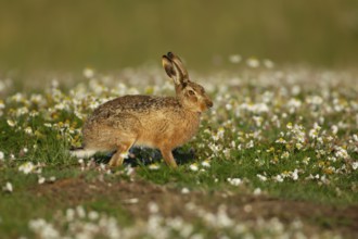 European brown hare (Lepus europaeus) adult animal amongst Mayweed flowers in summer, England,