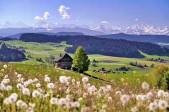 View over the Emmental with Bern granary, dandelion meadow (Leontodon) in the foreground,