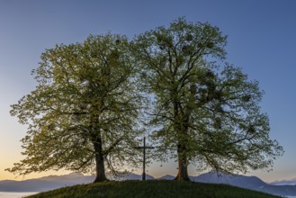 Two trees, chritstliches cross, mistletoe, backlight, sunrise, mountains, spring, view of
