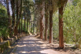 Shady forest path lined with tall, dense trees, Rodini Park, City Park, Rhodes Town, Rhodes,