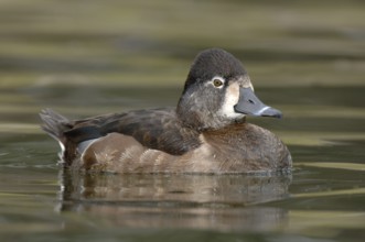 Ring-necked Duck (Aythya collaris) female, Texas, USA, North America