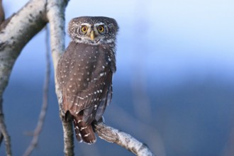 Eurasian Pygmy Owl (Glaucidium passerinum), Bavaria, Germany, Europe