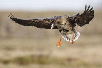 Greater White-fronted Goose (Anser albifrons) landing, North Rhine-Westphalia, Germany, Europe